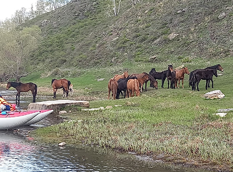 Лошади по реке Сакмара