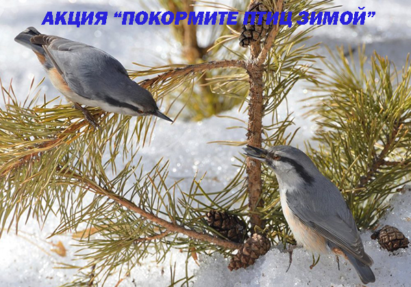 Акция Покормите птиц 2022