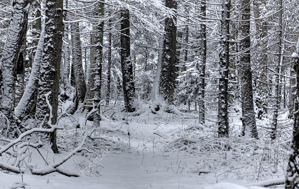 "Зимний бивак" 2022